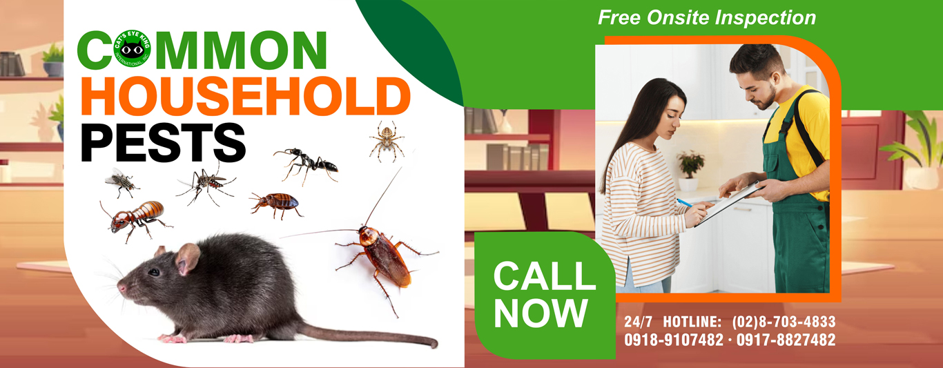 COMMON HOUSEHOLD PESTS PEST CATS EYE KING PEST CONTROL